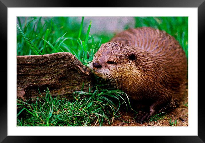 JST2833 Asian Otter Framed Mounted Print by Jim Tampin