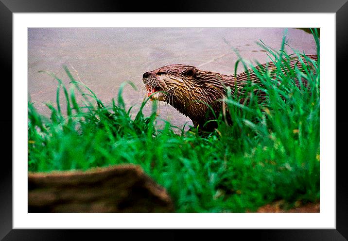 JST2832 Asian otter Framed Mounted Print by Jim Tampin