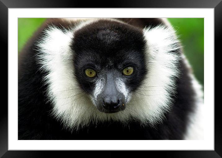JST2823 Black and White Ruffed Lemur Framed Mounted Print by Jim Tampin