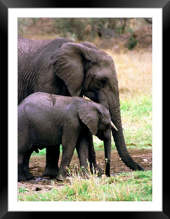 JST2896 Elephant with calf Framed Mounted Print by Jim Tampin