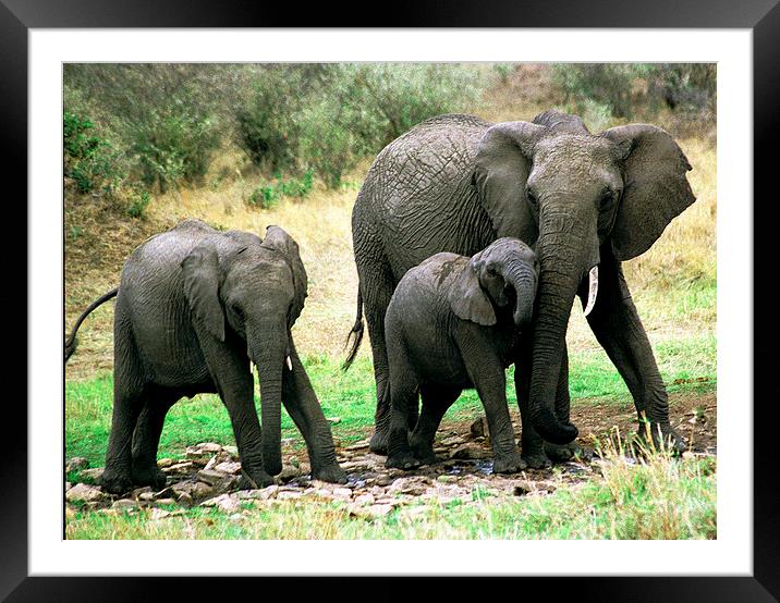 JST2895 Elephant with young Framed Mounted Print by Jim Tampin