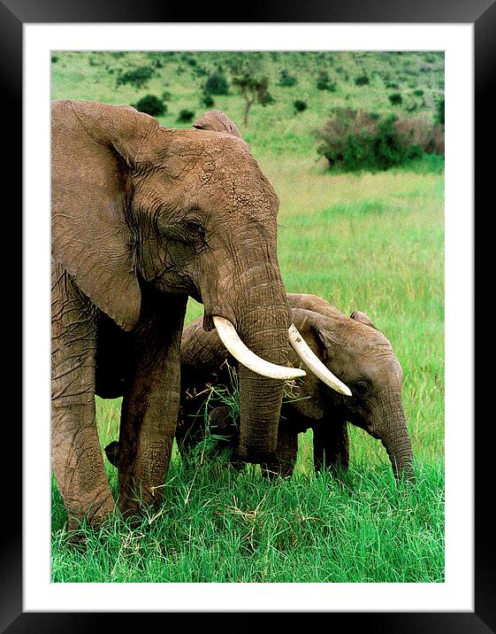 JST2878 Elephant with young Framed Mounted Print by Jim Tampin