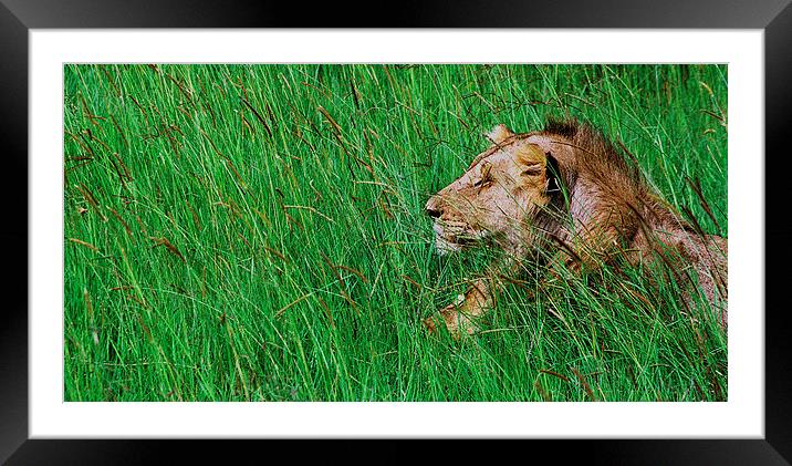 JST2873 Male Lion Framed Mounted Print by Jim Tampin