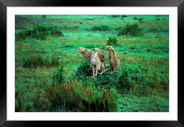 JST2873 Three Cheetah Framed Mounted Print by Jim Tampin