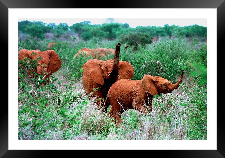 JST2924 Elephant greeting Framed Mounted Print by Jim Tampin