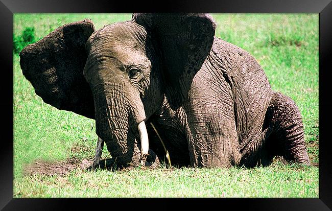 JST2921 Large elephant, small pool Framed Print by Jim Tampin