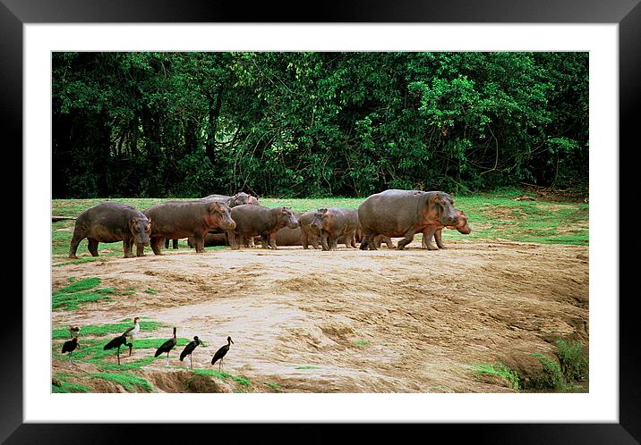 JST2918 Watching the hippos go by Framed Mounted Print by Jim Tampin