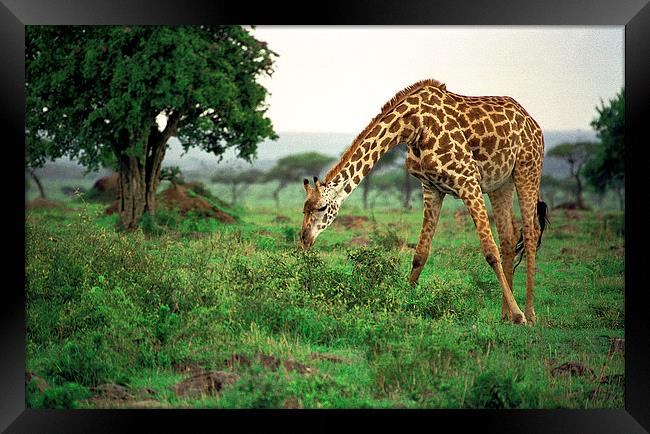 JST2915 Masai Giraffe feeding Framed Print by Jim Tampin