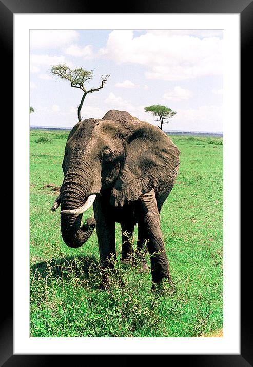 JST2913 Female elephant feeding. 1 Framed Mounted Print by Jim Tampin
