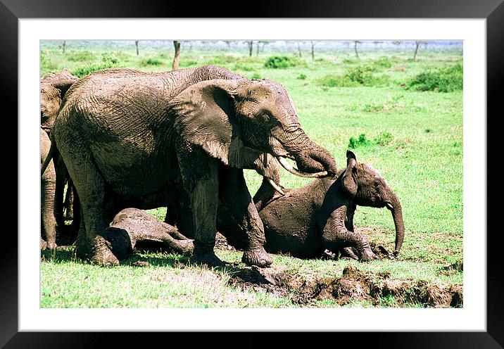 JST2912 Mud bath fun Framed Mounted Print by Jim Tampin