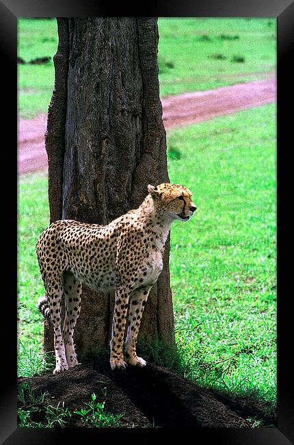 JST2911 Female cheetah finds shade Framed Print by Jim Tampin