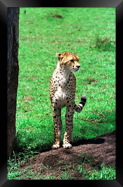 JST2909 Alert cheetah Framed Print by Jim Tampin