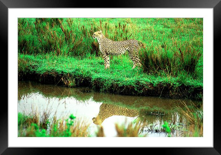 JST2906 Cheetah reflection Framed Mounted Print by Jim Tampin
