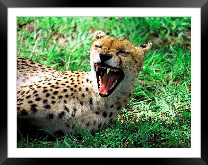 JST2904 Laughing cheetah Framed Mounted Print by Jim Tampin