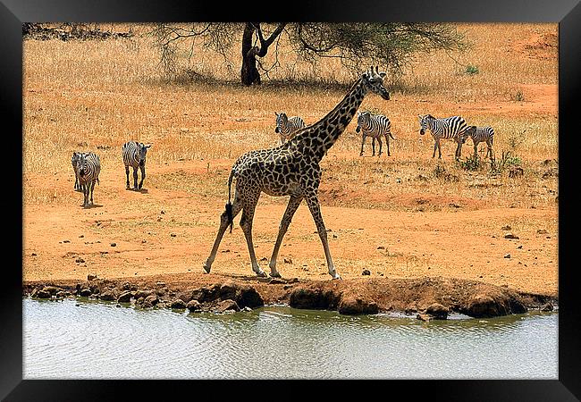 JST2991 Giraffe and Co Framed Print by Jim Tampin