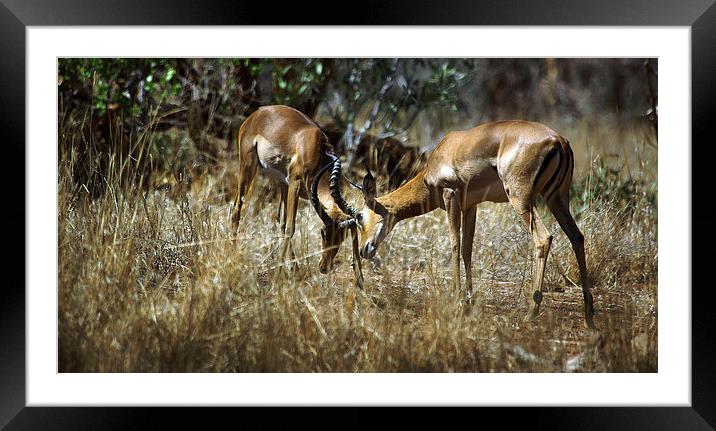 JST3016 Sparing Framed Mounted Print by Jim Tampin