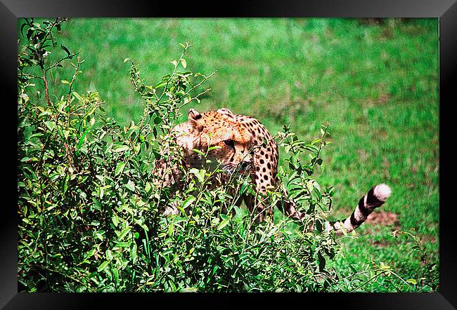 JST3005 Cheetah Framed Print by Jim Tampin