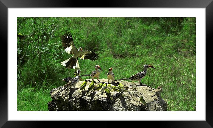 JST3042 The bird table Framed Mounted Print by Jim Tampin