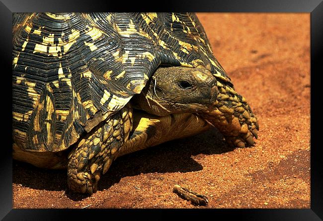 JST3041 Leopard Tortoise Framed Print by Jim Tampin