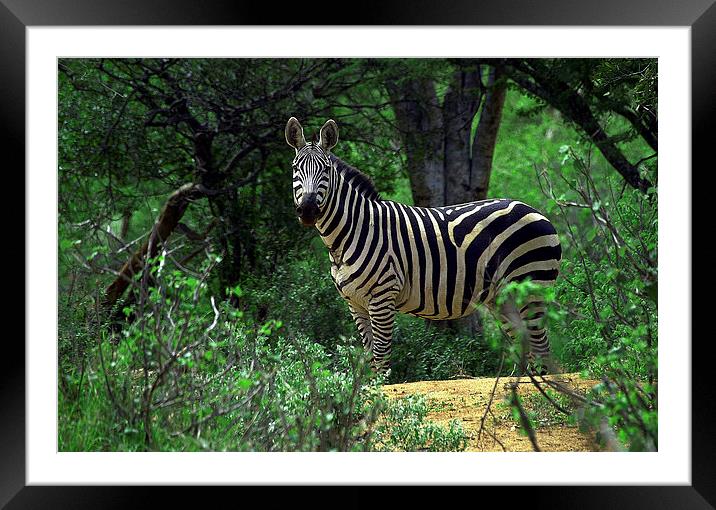 JST3039 Plains Zebra Framed Mounted Print by Jim Tampin