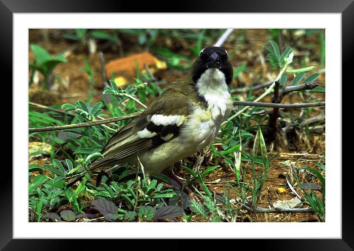 JST3038 White browed sparrow Weaver Framed Mounted Print by Jim Tampin