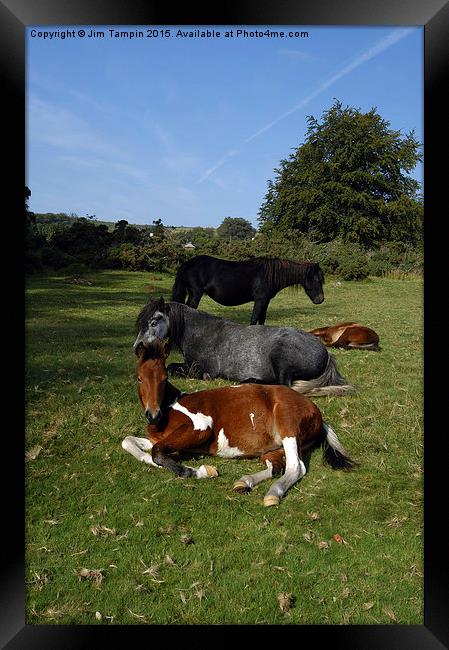 JST3076 dartmoor Ponies Framed Print by Jim Tampin