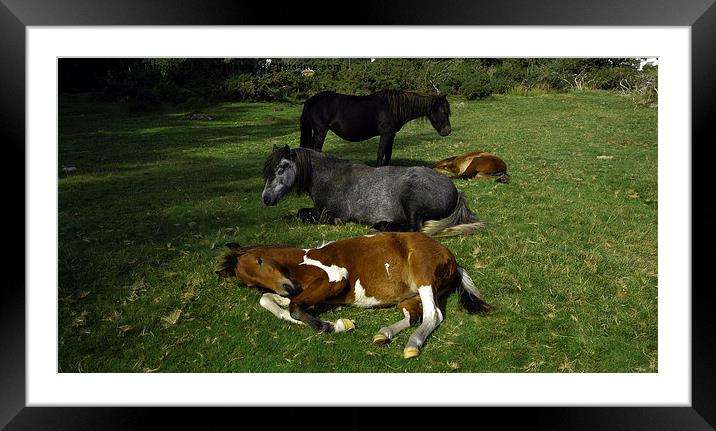 JST3075 Dartmoor Ponies Framed Mounted Print by Jim Tampin