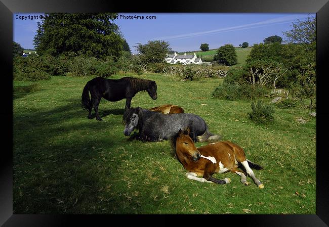 JST3074 Dartmoor Ponies Framed Print by Jim Tampin