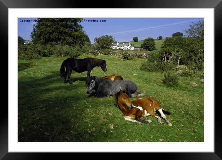 JST3074 Dartmoor Ponies Framed Mounted Print by Jim Tampin