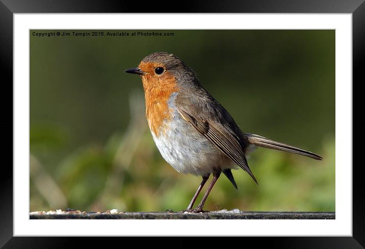 JST3089 The Robin Framed Mounted Print by Jim Tampin