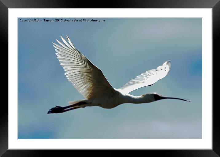 JST3146 African Spoonbill Framed Mounted Print by Jim Tampin