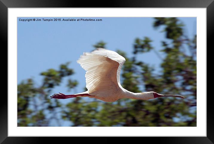 JST3147 African Spoonbill 3 Framed Mounted Print by Jim Tampin