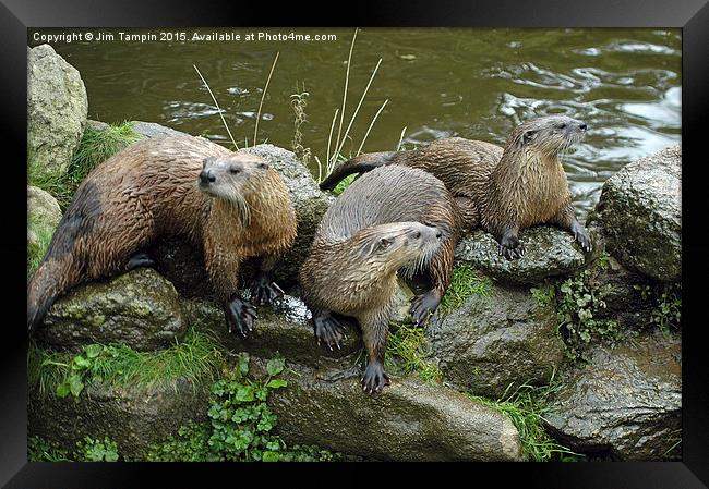 JST3155 Otters 2 Framed Print by Jim Tampin