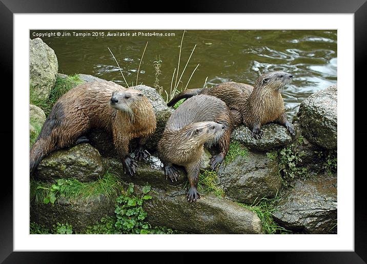 JST3155 Otters 2 Framed Mounted Print by Jim Tampin