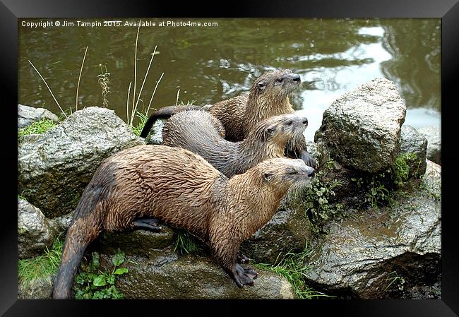 JST3157 Otters Framed Print by Jim Tampin