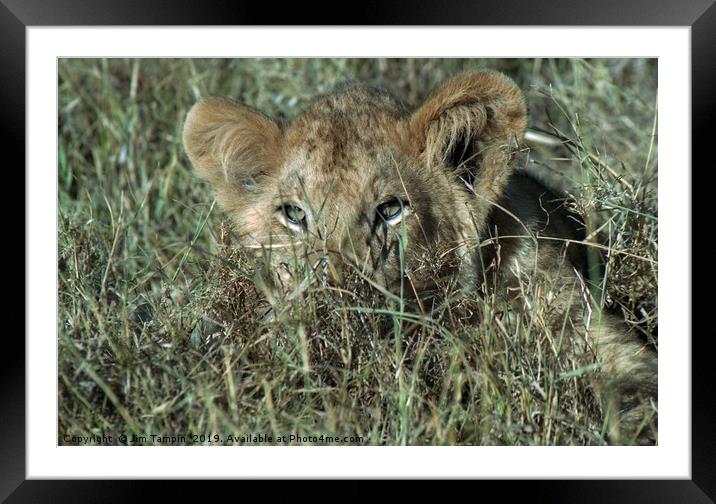 LION CUB Framed Mounted Print by Jim Tampin