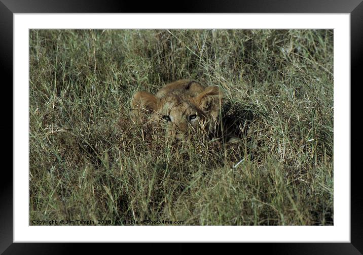 Lion Cub Framed Mounted Print by Jim Tampin