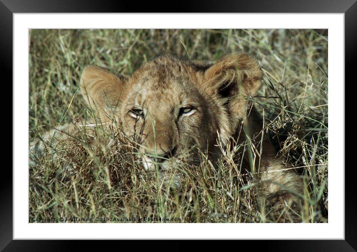 Lion Cub Framed Mounted Print by Jim Tampin