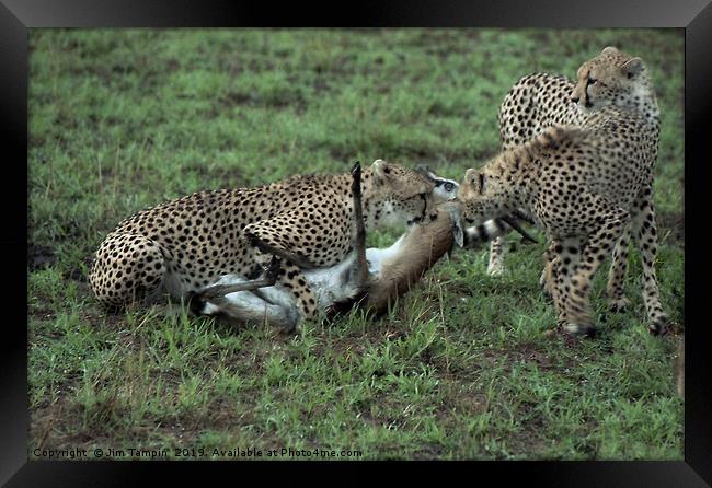 Cheetah kill, Masai Mara. Framed Print by Jim Tampin