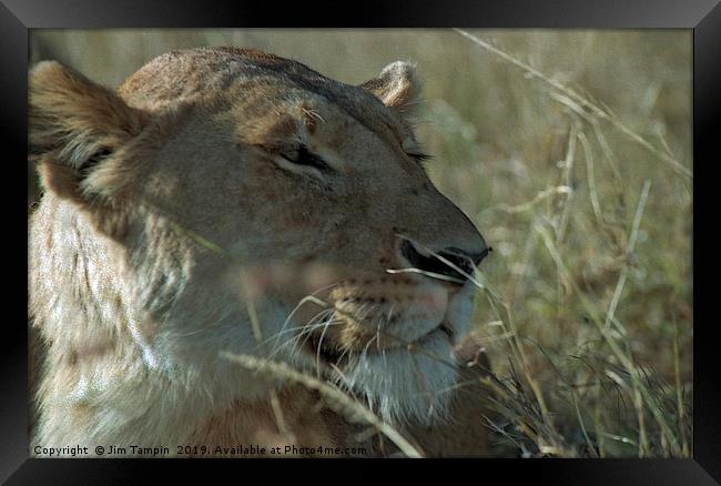 Lioness portrait, Masai Mara. Framed Print by Jim Tampin