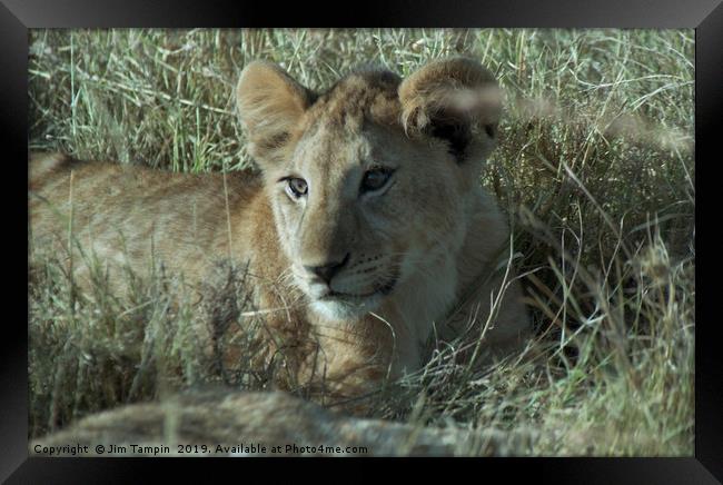 Lion cub, Masai Mara. Framed Print by Jim Tampin