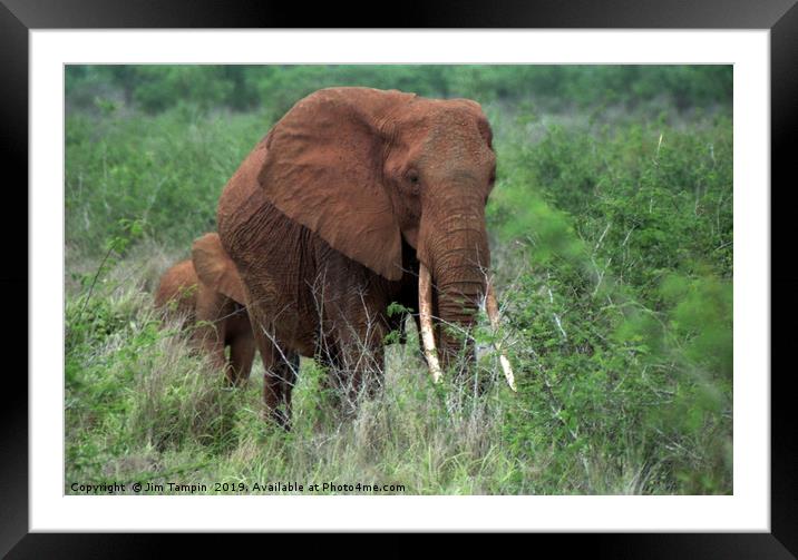 African Elephant with young. Framed Mounted Print by Jim Tampin