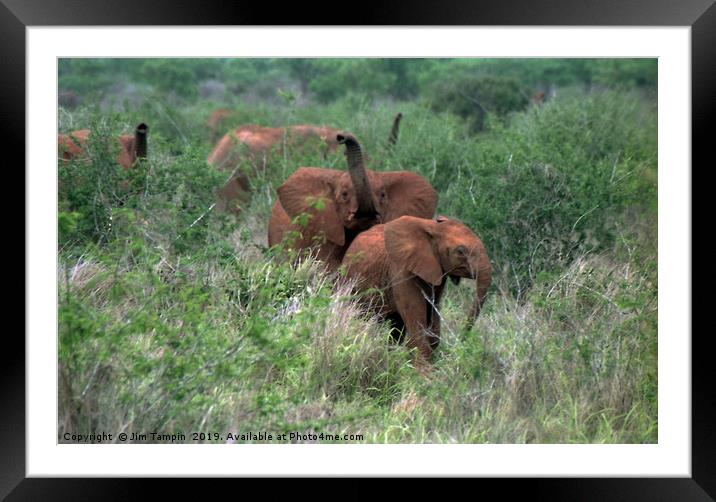 Elephants sense danger Framed Mounted Print by Jim Tampin