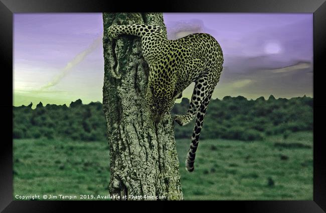 JST148 Cheetah  Framed Print by Jim Tampin