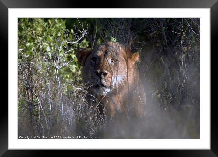 JST968 Framed Mounted Print by Jim Tampin