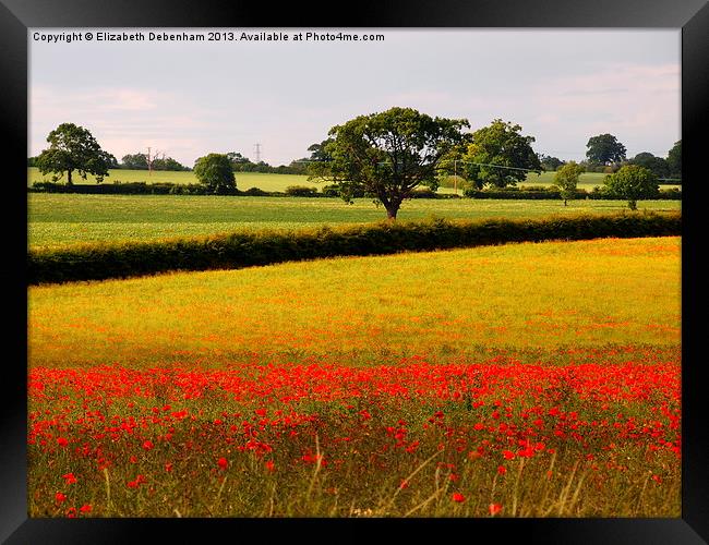 Red Poppies and Green Fields Framed Print by Elizabeth Debenham