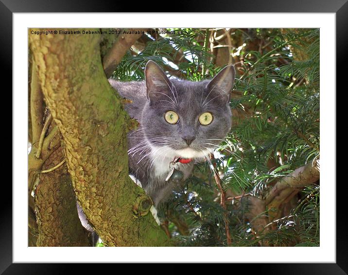 Stare Cat in a Yew Tree Framed Mounted Print by Elizabeth Debenham