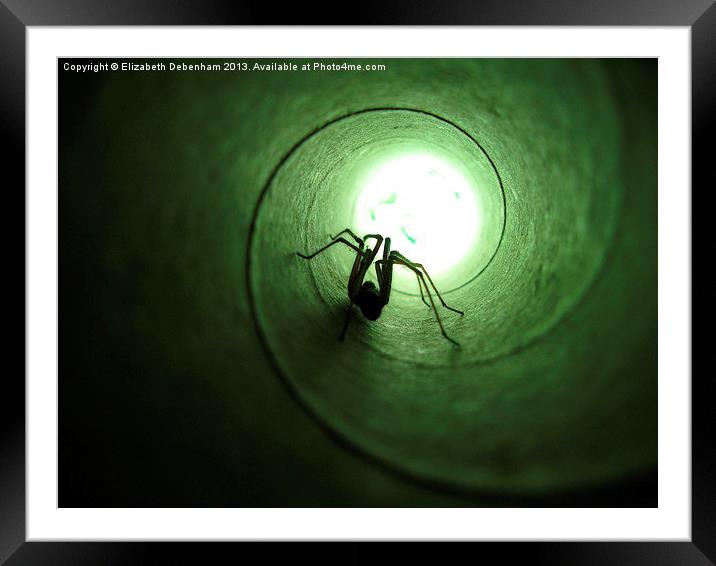 Spiderphobia Framed Mounted Print by Elizabeth Debenham