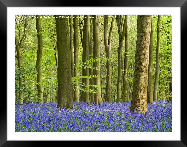 Bluebell Woodland in Hertfordshire Framed Mounted Print by Elizabeth Debenham