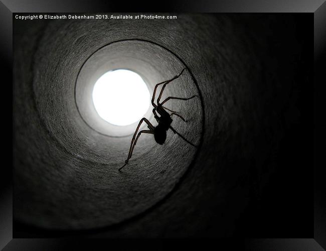 Spider in a Tunnel Framed Print by Elizabeth Debenham